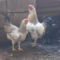 خروس