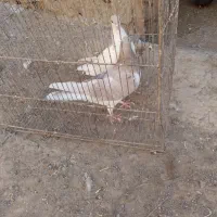 سهده هفترنگ|پرنده|سبزوار, قصبه شرقی|دیوار