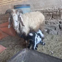 میش ،بره ،شیشک، بز،بیگ|حیوانات مزرعه|گتوند, |دیوار