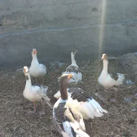 غازبا جوجه و مرغ لاری.رودان|حیوانات مزرعه|بندرعباس, |دیوار