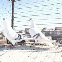 سلام جفت نر رو ماده فروشی|پرنده|تربت جام, میان جام|دیوار