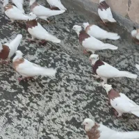 کفتر طوقی سرور سینه سیاه|پرنده|تهران, بهارستان|دیوار