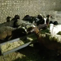 میش مهربانی