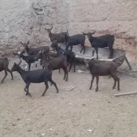 فروش تعدا9راس کره آلپاین ومرسیاه جفتی حدود۳۰کیلو