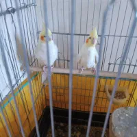 عروس هلندی جفت نر و ماده