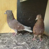 کفتر نر و ماده دم سفید