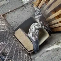 دوتا نر سوسکی درجه پرش بالا ماده ام دارم
