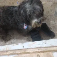 سگ پیدا شده