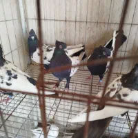 کبوتر سینه ای درجه یک|پرنده|اصفهان, ارغوانیه|دیوار