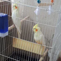 طوطی عروس هلندی