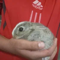 خرگوشه کوچولو