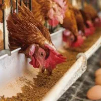 جامیخوام واسه ۲۰۰ تامرغ تو قفس .انباری .خونه قدیمی