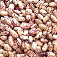 لوبیا چیتی درجه ۱|خوردنی و آشامیدنی|میانه, |دیوار