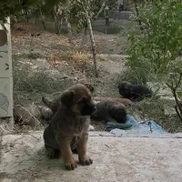 واگذاری توله دوماهه واکسن خورده دارای شناسنامه|سگ|هشتگرد, شهرک اقدسیه|دیوار