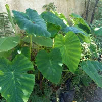 گل بابا آدم تنه مشکی وتنه قرمز|گل و گیاه طبیعی|تنکابن, |دیوار