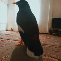 مرغ مینا سخنگو