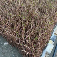 نهال انگور ریشه لخت تضمینی