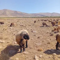 قوچ بختیاری اصل