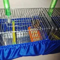 سهره|پرنده|تهران, ونک|دیوار