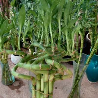 بامبو شیشه کودماهی|گل و گیاه طبیعی|قم, خداکرم|دیوار