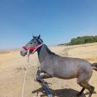 کره مادیان|اسب و تجهیزات اسب‌سواری|سردرود, |دیوار