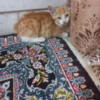 واگذاری رایگان گربه