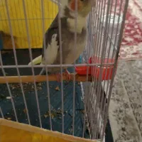 یک عدد عروس هلندی نر مست