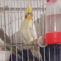 فروش ۶ عدد طوطی عروس با ۴ عدد بچه با قفس|پرنده|آستانه اشرفیه, |دیوار