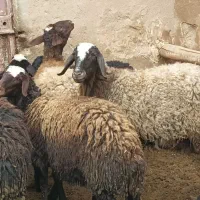 ۷راس میش و بره شیشک