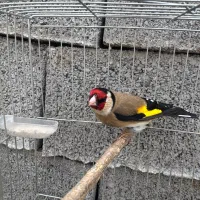 سهره نر بخون