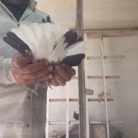 لوت عراق|پرنده|خرمشهر, |دیوار