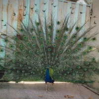 طاوس هندی نر و ماده  - دست آموز