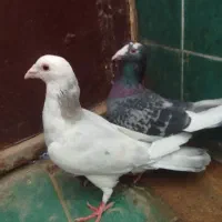 کفتر المانی|پرنده|کاخک, |دیوار