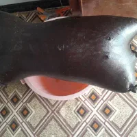 هیزه
