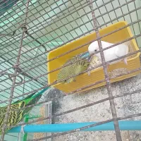 تعداد ی مرغ عشق