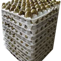 تخم بلدرچین ۱۲ عددی عمده کارتنی و بسته ای