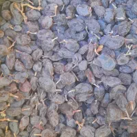 فروش کشمش آفتابی درشت و تیزابی وفخری|خوردنی و آشامیدنی|ضیاء آباد, |دیوار