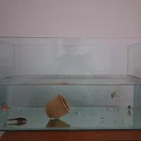 اکواریم شیشه خم|ماهی|قم, پردیسان|دیوار