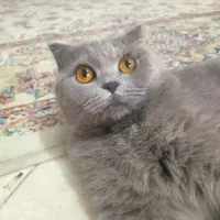 اسکاتیش فولد بلو ماده