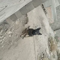 سگ مالینویزنگهبان|سگ|بهارستان, |دیوار