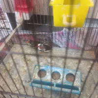 فنج|پرنده|یزد, |دیوار