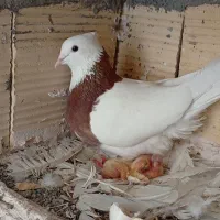 طوقی ماده سرخ،کفتر گرفتنی