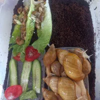 جوجه حلزون ..سرحال تغذیه سالم