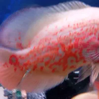 ماهی اسکار|ماهی|شیراز, رکنآباد|دیوار