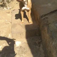 پیتبول|سگ|قشم, |دیوار