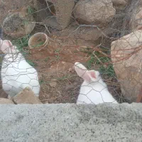 خرگوش