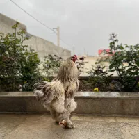 خروس برهما