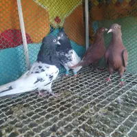 دوچفت نروماده جوان کله سیاه وسرخ دم سفید|پرنده|بهبهان, |دیوار