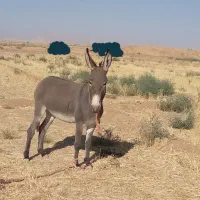 کره خر یکساله|حیوانات مزرعه|اصفهان, شاهزاده ابراهیم|دیوار