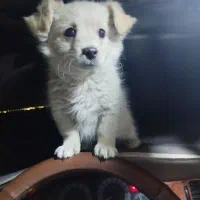 توله سگ نر|سگ|شهرضا, |دیوار